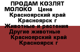 ПРОДАМ КОЗЛЯТ, МОЛОКО › Цена ­ 8 000 - Красноярский край, Красноярск г. Животные и растения » Другие животные   . Красноярский край,Красноярск г.